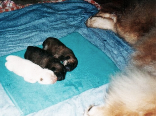 Náš Baxxy (ten prostřední) tři dny po narození, krásně voňavý máminým mlíčkem ...